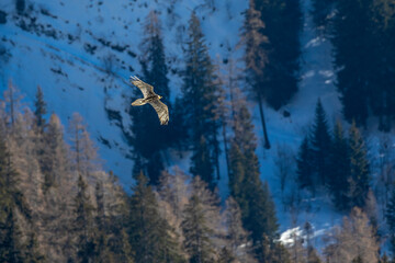 Naklejka premium Bartgeier (Gypaetus barbatus) in seinem Revier