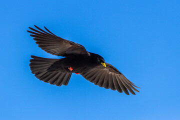Alpendohle (Pyrrhocorax graculus)