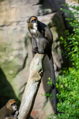 Two Brazza ginger, bishop monkey sitting on the large log
