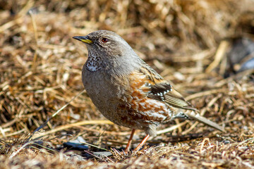 Obraz premium Alpenbraunelle (Prunella collaris)