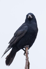 The Portrait of a Beautiful Rook Perched on a Tree in Winter 