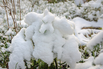 Tannenbaum mit Schneedecke