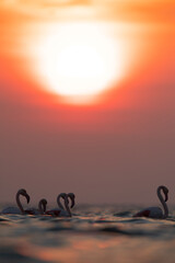 Greater Flamingos and beautiful sunrise, Asker coast, Bahrain