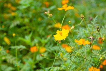 Beautiful flowers. Sulfur cosmos or yellow cosmos are blooming in the garden.