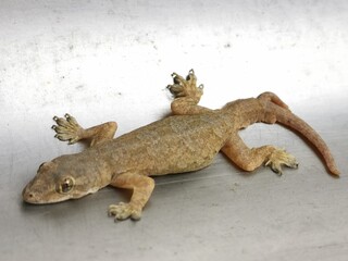 Selective focus picture with noise effect of a lizard with unusual tail.