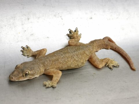Selective focus picture with noise effect of a lizard with unusual tail.