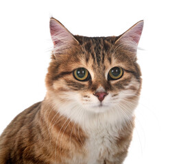 Kurilian Bobtail in studio