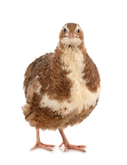 Japanese quail in studio