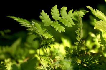 sequence of plants growing in the ground outdoors and green leaf in blur background