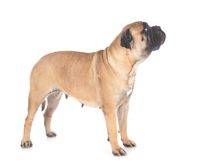 bull mastif in studio