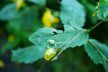 Macro photography of tiny flower and leaves with water drops on cold autumn day