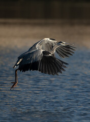 Grey Heron takeoff at Tubli bay, Bahrain