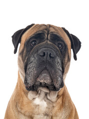 bull mastif in studio