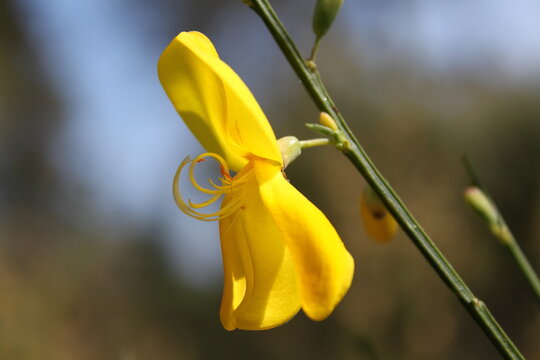 Hiniesta o retama de escobas - Sarothamnus scoparius