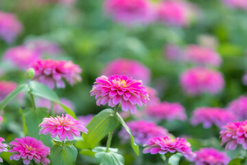 Obraz premium Selective focused on Common Zinnia elegans flower or colorful pink flower in the garden.