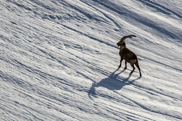 Alpensteinbock (Capra ibex)