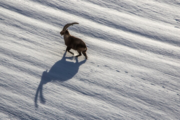 Alpensteinbock (Capra ibex)