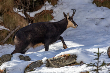 Gämse (Rupicapra rupicapra)