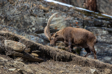 Alpensteinbock (Capra ibex)