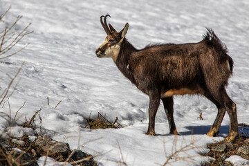 Gämse (Rupicapra rupicapra)
