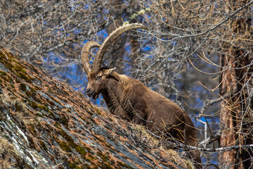 Alpensteinbock (Capra ibex)