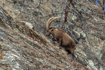 Alpensteinbock (Capra ibex)