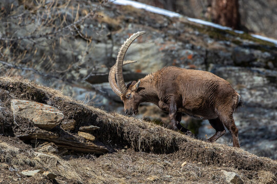 Alpensteinbock (Capra ibex)