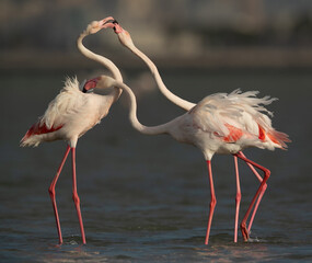 Greater Flamingos territory quarrel while feeding at Eker creek, Bahrain
