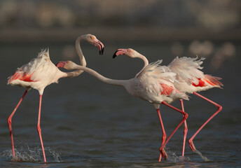 Greater Flamingos territory fight while feeding at Eker creek, Bahrain