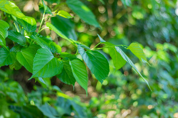 鮮やかに生い茂る葉