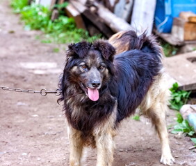 Domestic dog on a chain close-up on the background of the land and the village house
