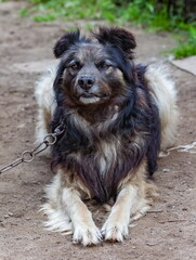 Fototapeta premium Domestic dog on a chain close - up on the background of earth and grass in summer