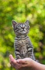 Home kitten in the hands of a woman close-up on the background of tree leaves in summer