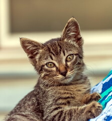 Home kitten on a woman's chest close-up on the background of the house wall