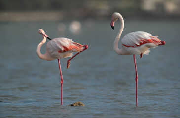 A pair of Greater Flamingos resting on one leg at Eker creek in the morning, Bahrain