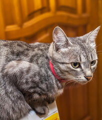 Pet cat close up on the background of the door in the room