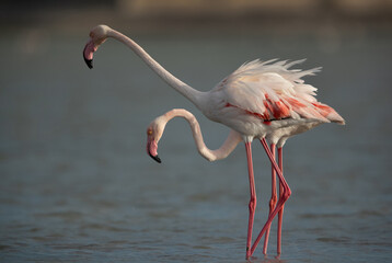 Portrait of Greater Flamingos at Eker creek in the morning, Bahrain