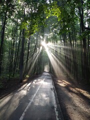 stream of sun in park early morning