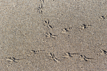 Fototapeta na wymiar Background. Texture of beige sand and bird footprints close-up