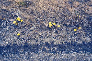 Tussilago farfara by a roadside