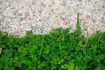 A small patch of clover
