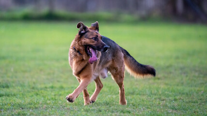 german shepherd puppy