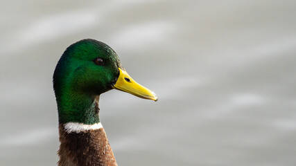 close up of a duck