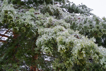 Winter cold forest in ice