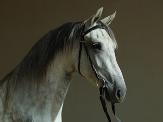 Pure Spanish Horse or PRE, portrait against  stable background