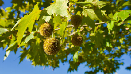 Wild horse chestnut in tree branch