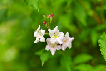 Blume