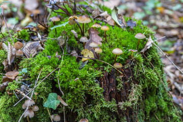 mushrooms in the forest