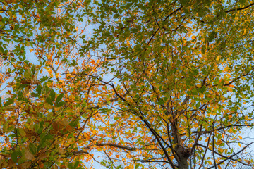 autumn in the forest