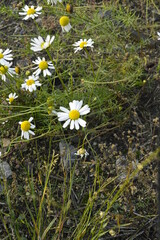 daisies in the grass